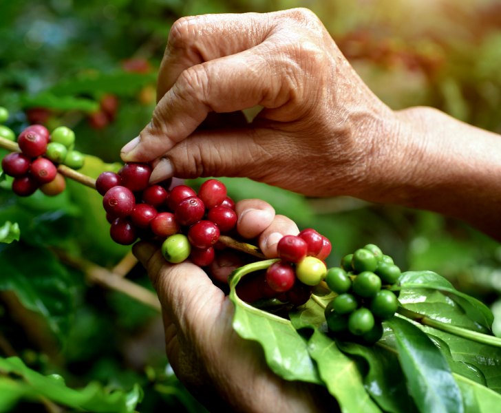 Responsibly sourcing of Americano Rich Aroma